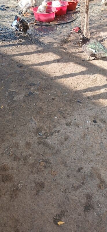 Keçi, çəpiş: Muscovy (hind) ördəkləri – təsərrüfat üçün ideal cüt satılır yumurta — 2