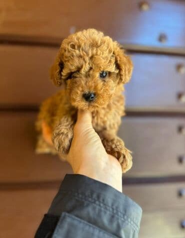 pudel toy: Pudel, 1 ay, Erkek, Ödənişli çatdırılma — 3