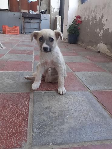 alabay itleri: Zvonok, 2 ay, Dişi — 2