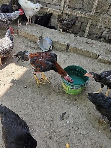 goyercin berde type 0: Satılır.Real alıcılar narahat eləsin.Aktiv heyvandı.Heç bir problemi — 2