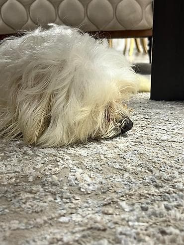 sort it: Malta bolonka, 6 ay, Erkek, Ünvandan götürmə — 2