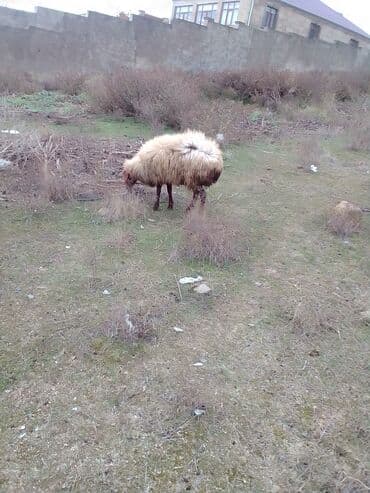 ZİL: 2 dene heyvan diheyvanlar satılır 1 dişi quzu birde qoyun 2 qarın — 11