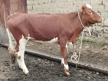 heyvanlara verilən xüsusi adlar: Qırmızı-ağ rəngli erkək buzaq/simalı cavan mal. Bədəni əsasən tünd — 3