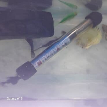 betta balıq: Akvaryum komplekti - Şüşə akvarium (şəffaf künclü, yuxarıdan açıq). - — 5