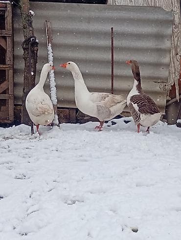 cins xoruz harada banlayır: Gorduyunuz yerli iri qazlar satilir,qiymey sondu,esl damazliq — 5