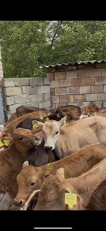kanqal balasi satilir: Ətlik istiqamət üçün buzovlar - Yaş qrupu: erkən yaşlı buzovlar - — 9