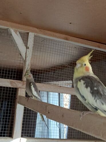 qara canavar sekilleri: Korella hazır cüt yuva qızdırırlar hələ bala verməyiblər. cütü 80m — 2