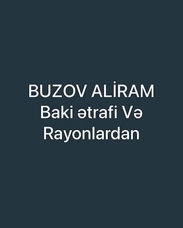 Pişiklər: Xidmət: buzovların satın alınması Məzmun: - Buzov alışı həyata — 1