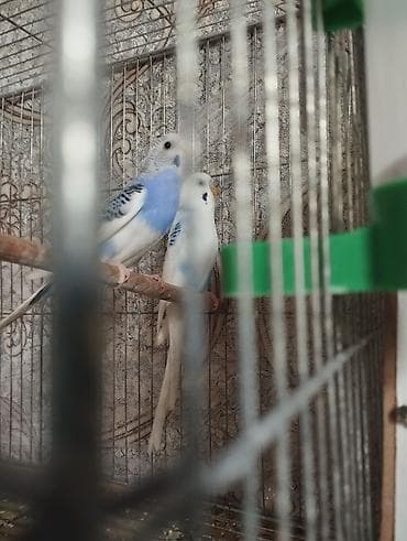 Pişiklər: Cüt satılır . 40 manat — 4