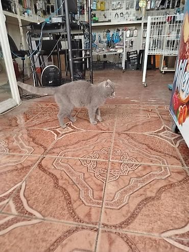 balaca it adlari: Britan, Dişi — 4