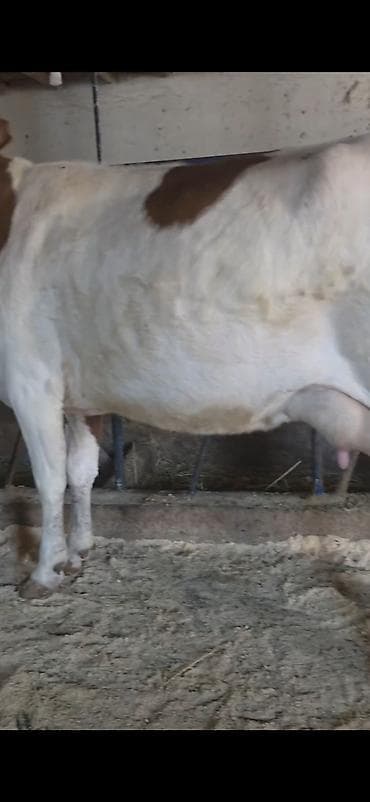 inek dana: Her saganda 6 lt sud verir birinci balasidi yanindaki — 6