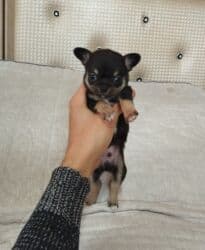 çoban itleri: Çixuahua, 1 ay, Peyvəndli — 4