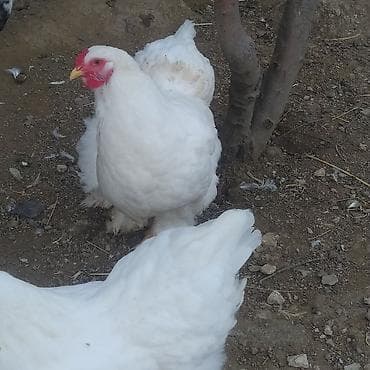 pitbull tap az: Toyuq, Brama, Damazlıq — 7