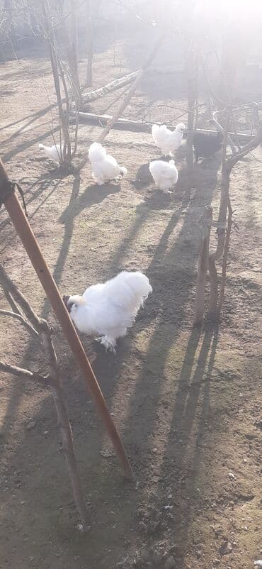 kürd toyuq: Toyuq, Damazlıq — 1