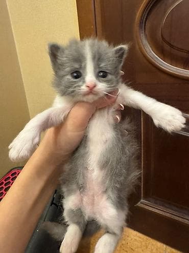 pişik tap az: Erkək, Yaxşı əllərə — 2