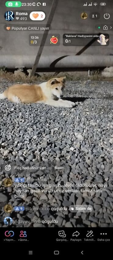 bala afcarka: Akita-inu, Dişi, Ünvandan götürmə — 3