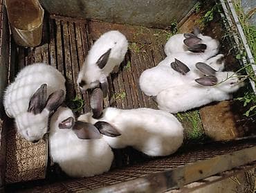 ov iti type 0 per page 40: Holland lop ve yerli cins dovsanlar 1 ayları tamam olmayib.mini — 8
