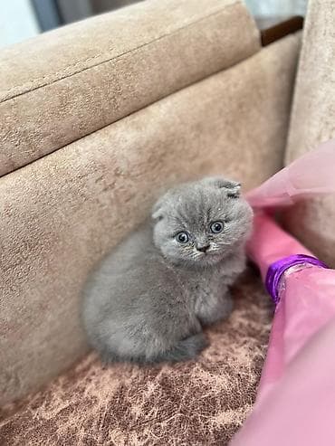 ragdoll pişik: Şotland yastı qulaq, Erkək, Dişi, Yaxşı əllərə, Ünvandan götürmə, Pulsuz çatdırılma, Ödənişli çatdırılma — 2