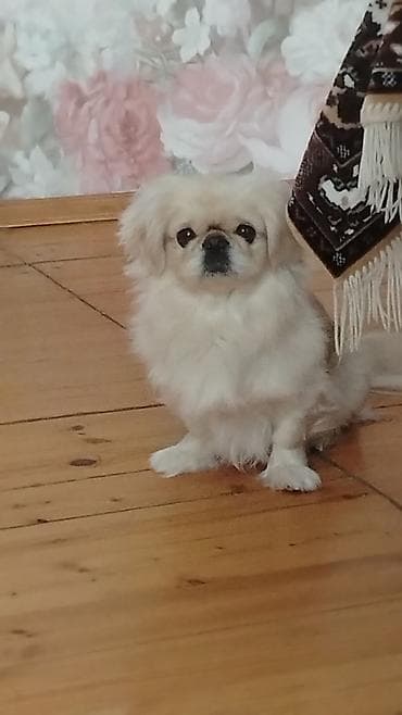 Pekines, 5 il, Dişi, Cütləşmə üçün