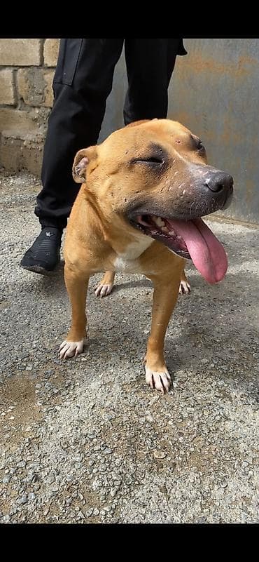 pitbull balasi satilir: Pitbul, Dişi — 2