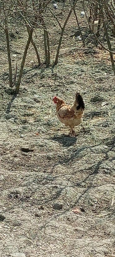 Quşlar: Sərbəst gəzinti şəraitində bəslənən yerli toyuq və xoruzlar Məhsul — 2