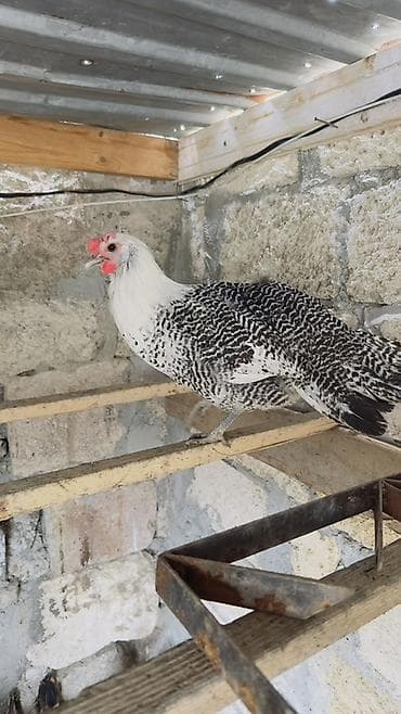 qaz toyuq: Toyuq, Yumurtalıq — 6