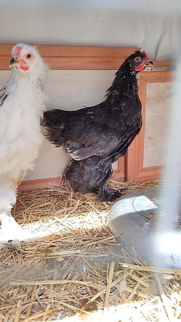 cuceleri: Toyuq, Brama, Damazlıq, Ünvandan götürmə — 2