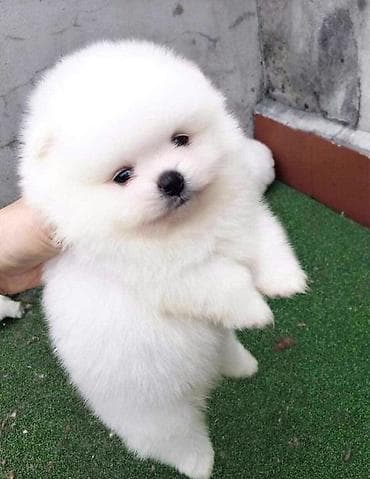 Şpitz, 2 ay, Peyvəndli, Ünvandan götürmə