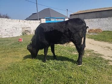 125 kq eti varQara rəngli cavan dana - Növ: iri buynuzlu mal-qara