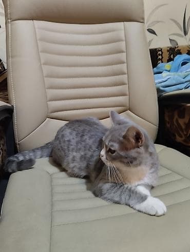 Аквариумы: Британская — 7