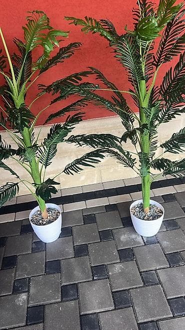 yun xalça: Məhsul: Dekorativ tebii tropik bitkilər (saksıda) Təsvir: - Realistik — 2