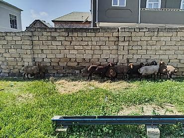 qoyun satilir: Qoyun sürüsü satılır Salam 5 qoyun 5 qüzû satılır ünvan novxanı cavan — 4