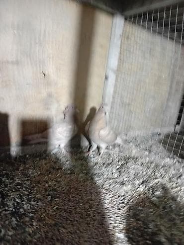 akvarium dekorlari: Sari balar 5 ededi riyal alci narhat elsin 5sde kekldi qesde gozderi — 3