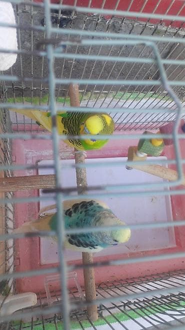 su qabı: Məhsul: Dalmatialı və sarı-yaşıl rəng çalarlarında dalğalı araquşlar — 4