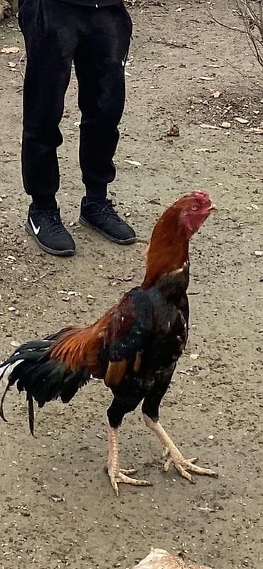 cat: Xoruz, Heyratı, il: 2, Ünvandan götürmə, Ödənişli çatdırılma — 3