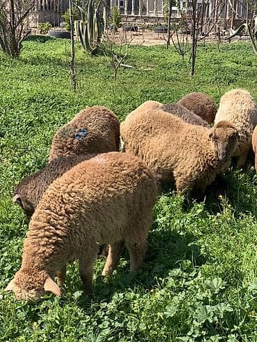 qaradolaq qoyun: Damazlığ quzular satılır əsl saxlanmalığ quzulardı 8 erkəy 7 dişi — 1
