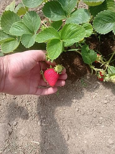 bitki satışı: Murano A+sortu çiyələk stilləri satılır .ilboyu çiyələk dərməy olur — 7