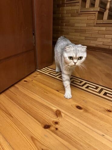 вислоухий кот цена: Şotland yastı qulaq — 3