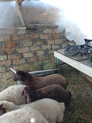 satliq itler: 3 baş quzu satılır 1 erkey 2 dişi böyük tay erkeydi.Qiymət 3 nə aitdi — 3