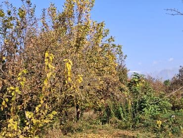 xacmazda satilan heyet evleri: 30 sot, Kənd təsərrüfatı — 1