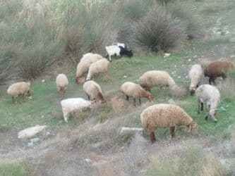 Коровы, быки: Boğaz qoyunlar satılır qiymət razılaşma ile — 1