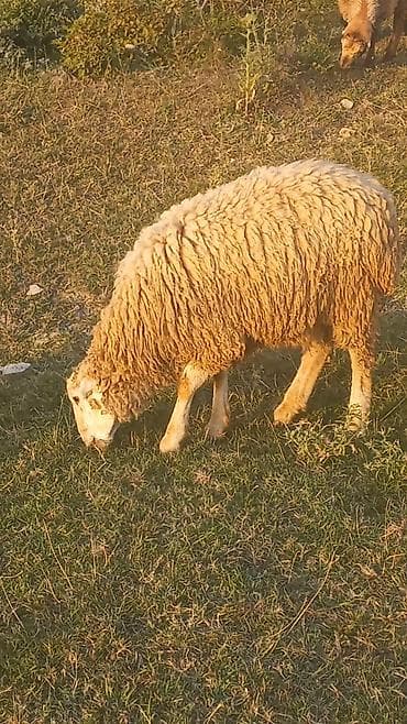Quzu, Erkək, ay: 5, 2 kq, Ətlik, Ünvandan götürmə lalafo.az -da Quzu, Erkək, ay: 5, 2 kq, Ətlik, Ünvandan götürmə