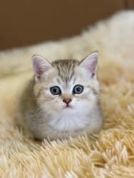 british pişik qiymeti: Britan yastı qulaq, Erkək, Dişi, Yaxşı əllərə, Ünvandan götürmə, Ödənişli çatdırılma, Rayonlara çatdırılma — 30