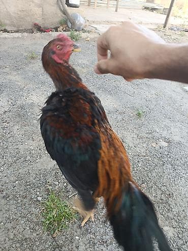 rhode island red: Dekabr ayında çıxan beçədi oynaq heyvandi tayi olsa 1. 2 dqlik alan — 5