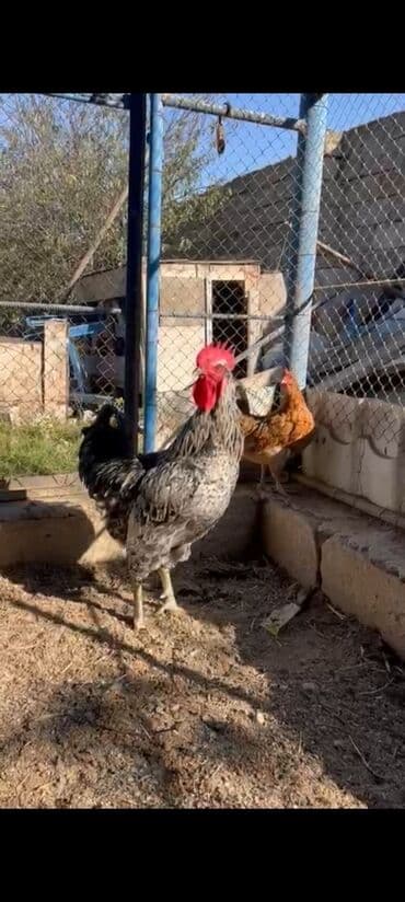 xoruzun nece rengi var: Xoruz, il: 1 — 1