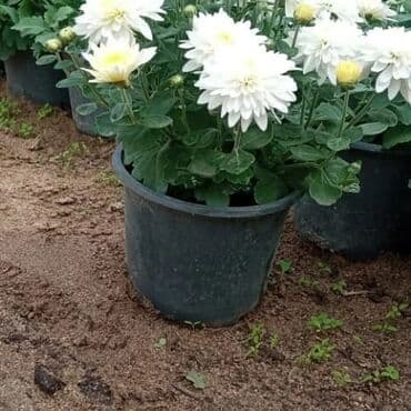 topdan gül satışı: Xrizantema payızgüllərinin topdan və pərakəndə satışı. Qiymətlər — 18