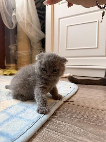 angora pişik: Şotland yastı qulaq, Erkək, Yaxşı əllərə, Ünvandan götürmə — 6