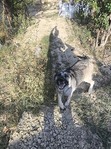 tap.az itlerin satisi: Alman çoban iti — 5