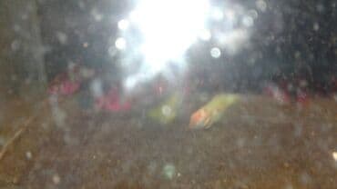 Yırtıcı, Ünvandan götürmə