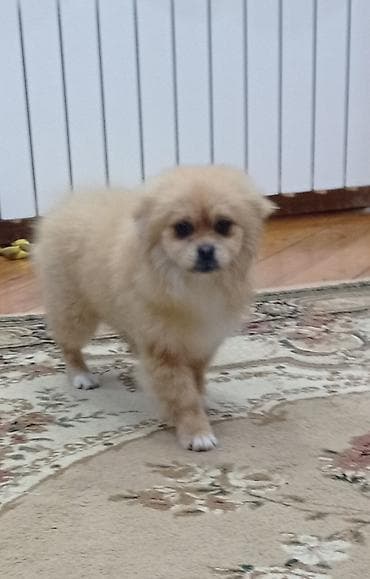 doberman itleri: Şpitz, 4 ay — 4